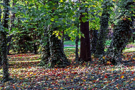 Beginning of autumn in a park in Timisoara, Romaniaの写真素材
