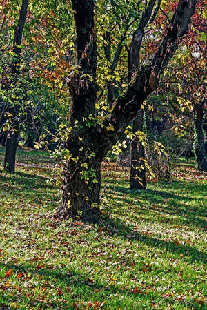 Beginning of autumn in a park in Timisoara, Romaniaの写真素材