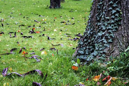 Beginning of autumn in a park in Timisoara, Romaniaの写真素材