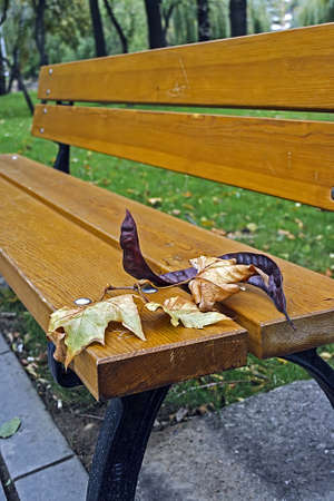 Autumn leaves on a bench in park の写真素材