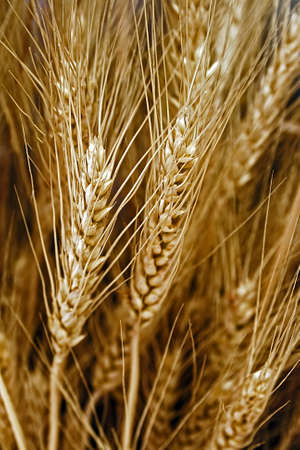 Bunch of ripe wheat ears の写真素材