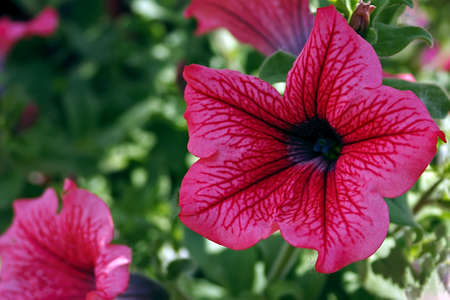 Group of pink flowers among green leaves の写真素材