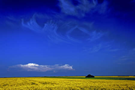 Lan rape and barley with blue sky background の写真素材