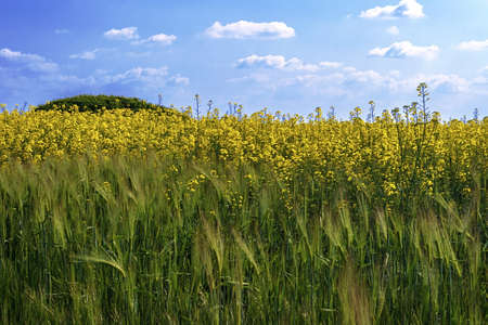 Lan rape and barley with blue sky background の写真素材