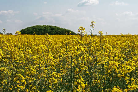 Lan with yellow rape and blue sky background の写真素材