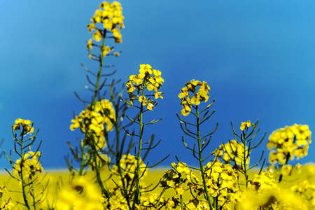 Lan with yellow rape and blue sky background の写真素材