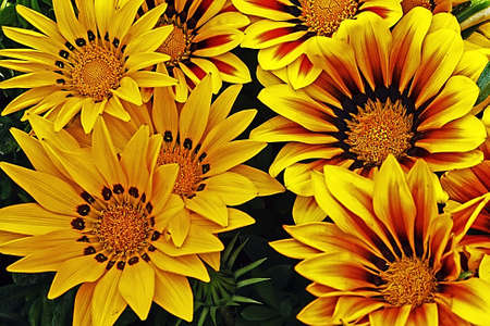 Group of yellow flowers among green leaves の写真素材