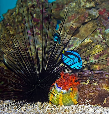 One marine   love with awns; from beautiful exotic fish world 