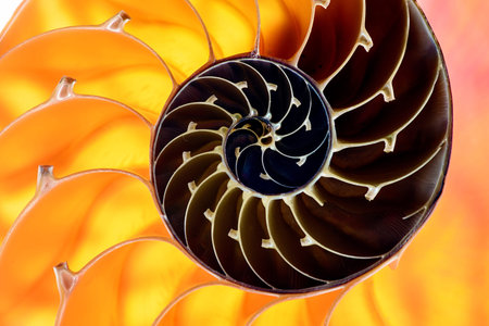 Nautilus shell section with yellow and brown spiral on background 