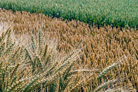 Different varieties of wheat grown in the vicinity の写真素材
