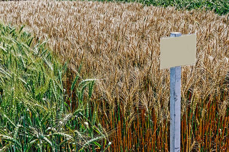 Fertile wheat and barley in an agricultural research station.の写真素材