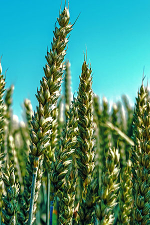 Background with spikes of oats, undergoing ripening, on a field の写真素材