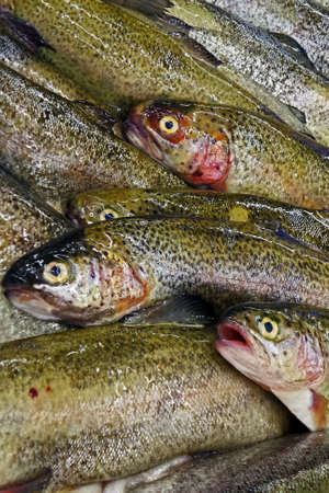 Fish fresh exposed for sale on the market の写真素材