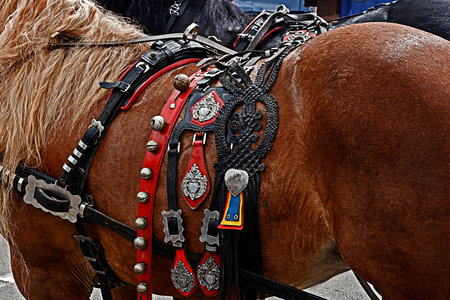 Horse ready for the parade, with harness of decorations.