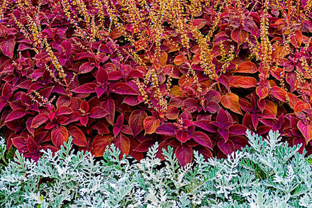 Background with ornamental plants, on purple and gray color.の写真素材