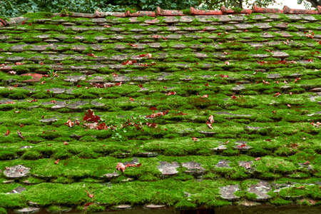 Old roof farmhouse in Romania, covered with green moss from forest.の写真素材