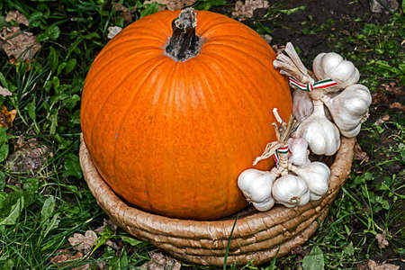 Pumpkins and garlic placed in a wicker basket. Specific Hungary.の写真素材