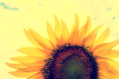 Vintage look at sunflower in a field under cloudy sky.の写真素材