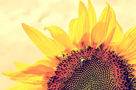 Vintage look at sunflower in a field under cloudy sky.の写真素材