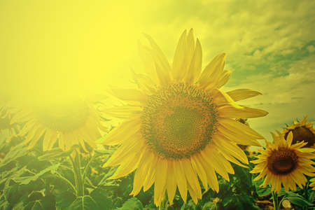 Sunflower in a field under cloudy sky, in the morning light.の写真素材
