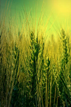 Background with spikes of oats, undergoing ripening, on a field, in the morning light.の写真素材