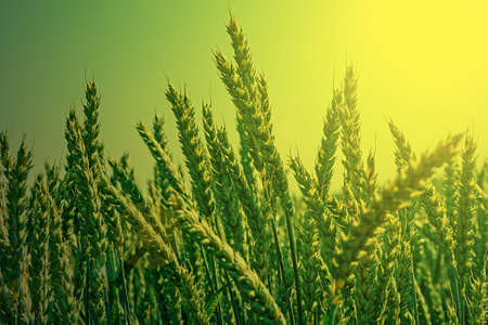 Background with spikes of oats, undergoing ripening, on a field, in the morning light.の写真素材