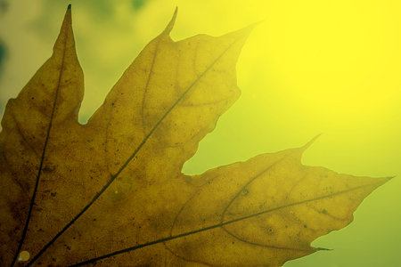 Leaf rusty in a autumn sunset light.