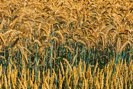 Different varieties of wheat grown in the vicinity.の写真素材