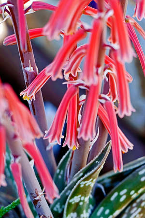 Natural drawing with flowers on a soft background.の写真素材
