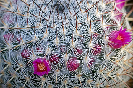 Macro of cactus flowers blooming in the botanic garden.の写真素材