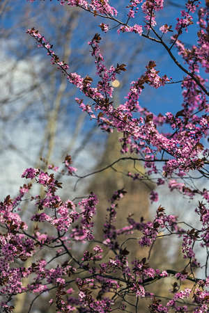 Natural drawing with cherry branches and flowers on a sky background.の写真素材