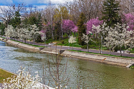 Palm Sunday on the shore Bega river in Timisoara, Romania.の写真素材