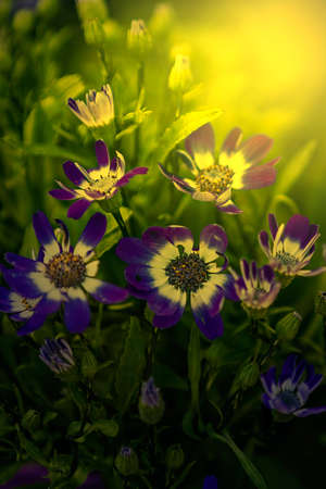 Blue flower in sunset light. Image digitally manipulated.の写真素材