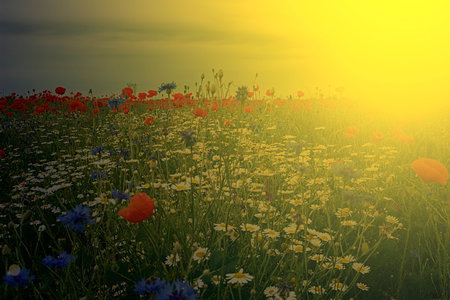 Field with flowers of chamomile and poppy, with a background of sky with clouds in sunset light....