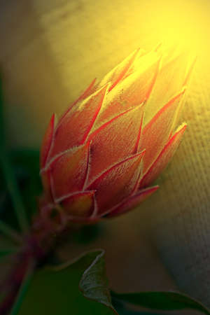 Macro of cactus flower blooming in sunset light. Image digitally manipulated.の写真素材