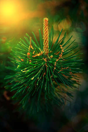 Budding pine cone in sunset light and isolated on a blurred green background of nature.の写真素材