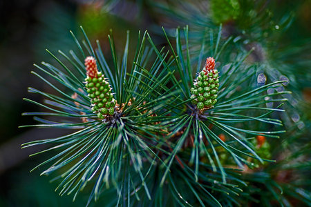 Budding pine cone isolated on a blurred green background of nature.の写真素材