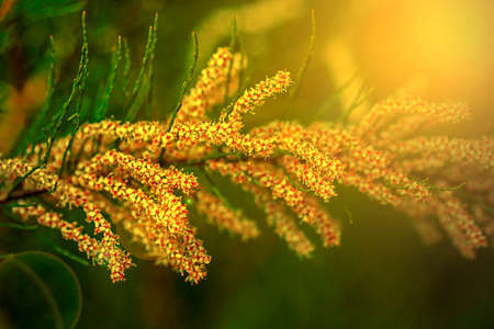 Chains fern flower in sunset light and isolated on a blurred green background of nature.の写真素材
