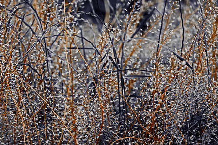 Wild sprigs of wild flowers on a black and white background.の写真素材