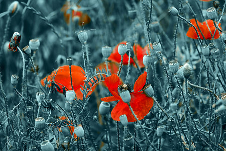Red Poppy flowers on a black and white background.