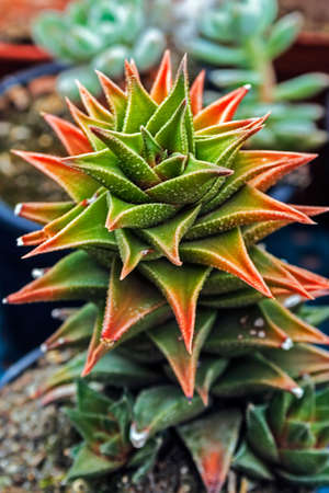 Macro of cactus flower blooming in the botanic garden.の写真素材
