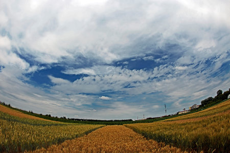 Our planet with different varieties of wheat grown in the vicinity. Fisheye view.の写真素材