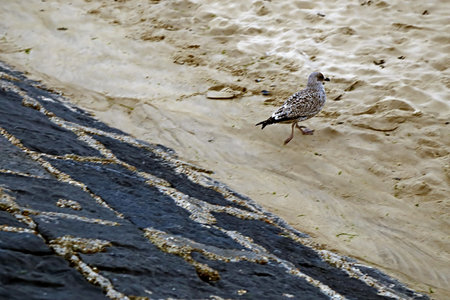 Single seagull walking on the sand near a stone pier.の写真素材