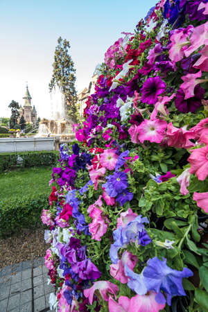 Floral arrangements in Victory Square, with orthodox cathedral in background.の写真素材