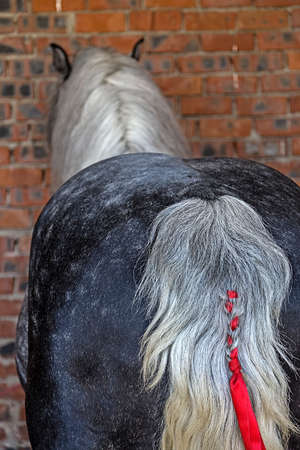 Horse breed with tail decorated with red ribbon.の写真素材