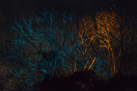 Trees decorated with lights and illuminated at night with different colors lighten on a background.の写真素材