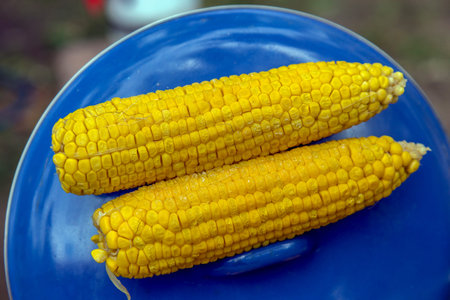 Yellow boiled corn cobs served on one blue plate.