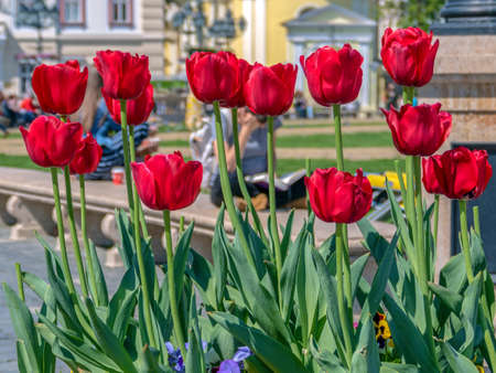 TIMISOARA, ROMANIA - APRIL 19, 2019: Beautiful floral decoration in Union Square on the occasion of the "Flower Festival" organized by the City Hall.のeditorial素材