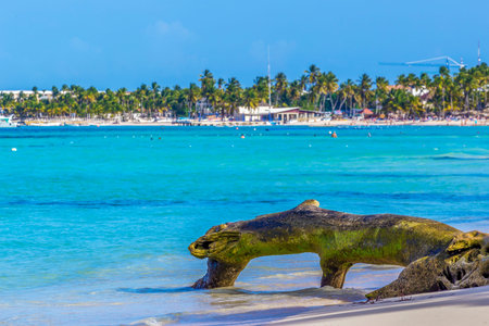 Beautiful wild and sand beach in Punta Cana, Dominican Republic. Fish ey view.
