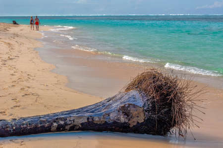 Beautiful wild and sand beach in Punta Cana, Dominican Republic.の写真素材